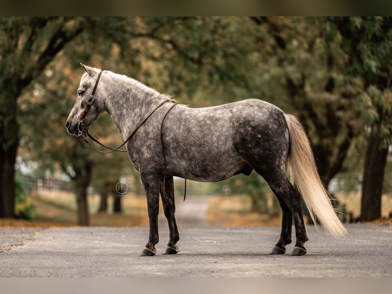 Plus de poneys/petits chevaux Hongre 5 Ans 112 cm Gris in Lebanon