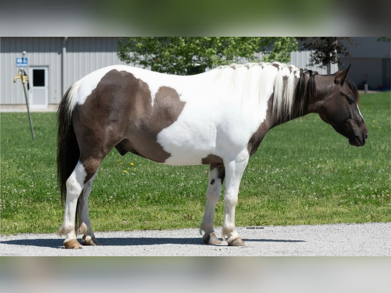 Plus de poneys/petits chevaux Hongre 5 Ans 114 cm Pinto in Fredericksburg