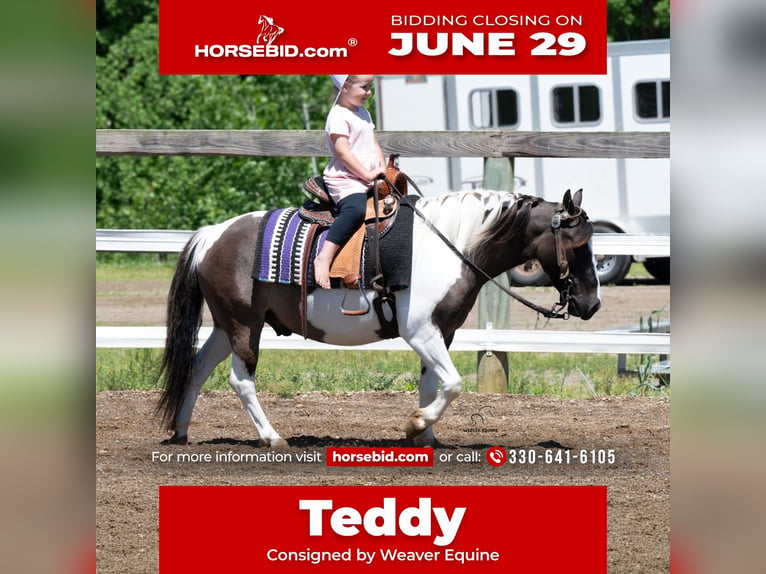 Plus de poneys/petits chevaux Hongre 5 Ans 114 cm Pinto in Fredericksburg