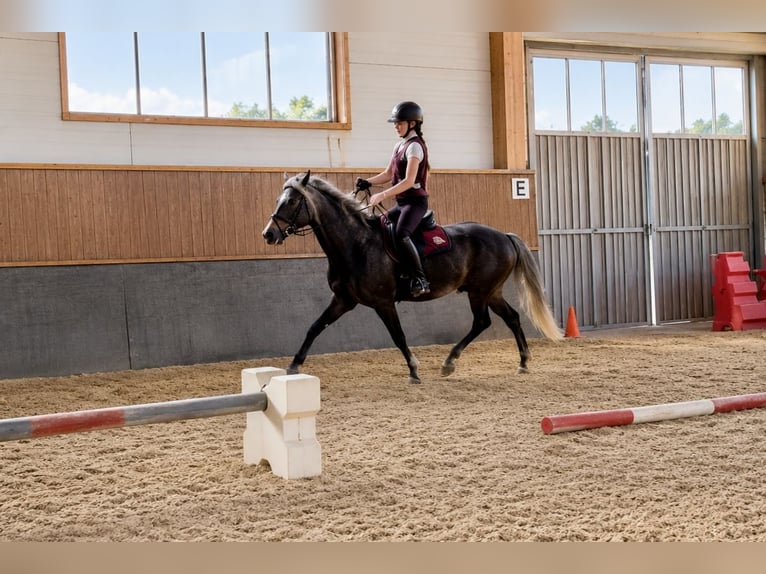 Plus de poneys/petits chevaux Hongre 5 Ans 115 cm Alezan brûlé in Pelmberg