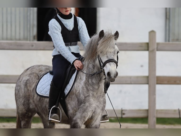 Plus de poneys/petits chevaux Hongre 5 Ans 115 cm Rouan bleu in Pepingen