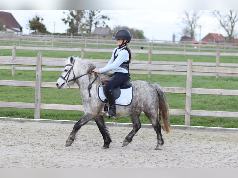 Plus de poneys/petits chevaux Hongre 5 Ans 115 cm Rouan bleu in Pepingen