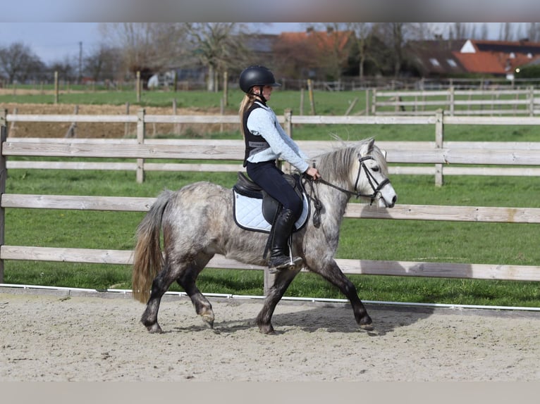 Plus de poneys/petits chevaux Hongre 5 Ans 115 cm Rouan bleu in Pepingen