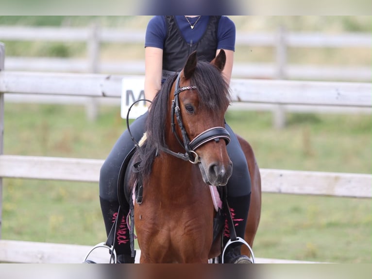 Plus de poneys/petits chevaux Hongre 5 Ans 120 cm Bai in Pepingen