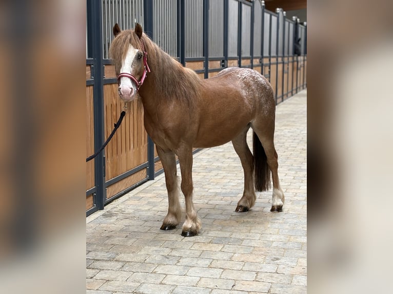 Plus de poneys/petits chevaux Hongre 5 Ans 120 cm  in Westerheim