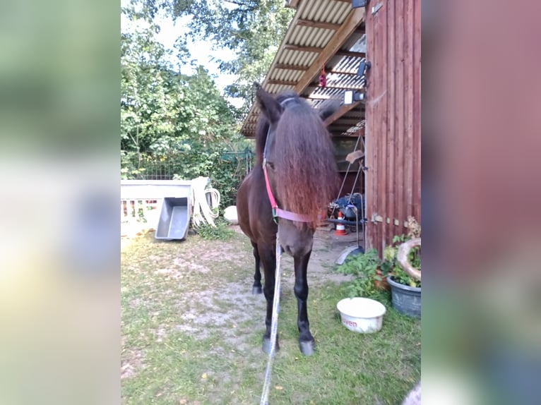 Plus de poneys/petits chevaux Hongre 5 Ans 120 cm Noir in Hamburg