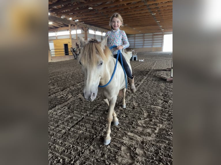 Plus de poneys/petits chevaux Hongre 5 Ans 124 cm Champagne in Howell