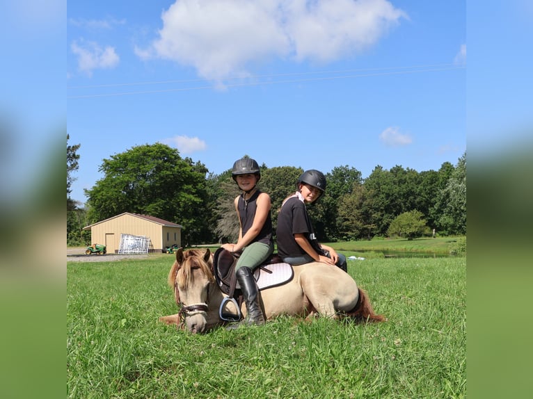 Plus de poneys/petits chevaux Hongre 5 Ans 124 cm Champagne in Howell
