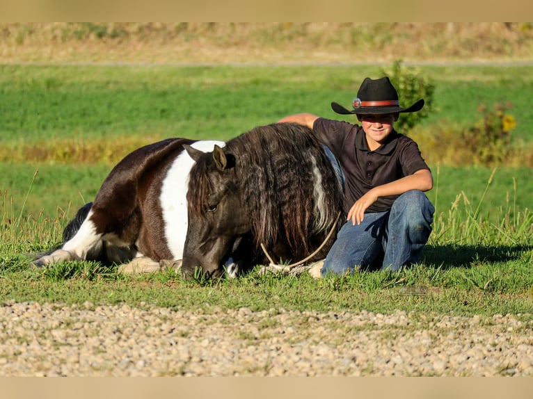 Plus de poneys/petits chevaux Hongre 5 Ans 124 cm Pinto in Fresno