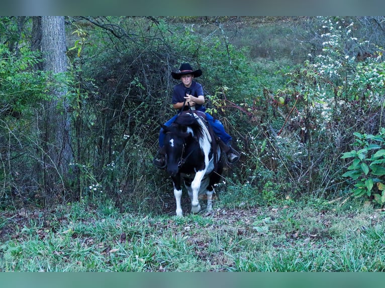 Plus de poneys/petits chevaux Hongre 5 Ans 124 cm Pinto in Fresno