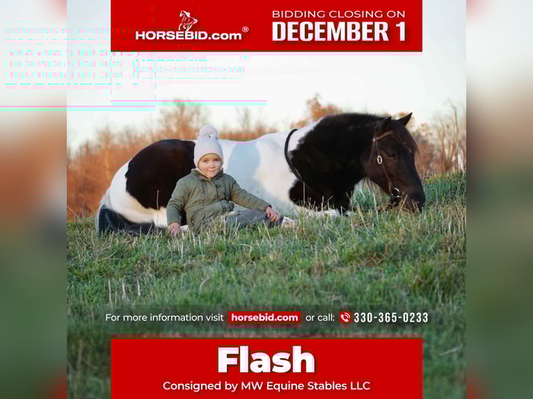 Plus de poneys/petits chevaux Hongre 5 Ans 124 cm Pinto in Fresno