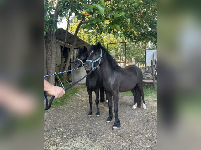 Plus de poneys/petits chevaux Hongre 5 Ans 125 cm Noir in Bácsalmás