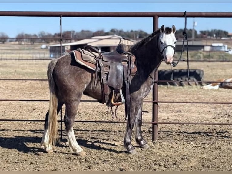 Plus de poneys/petits chevaux Hongre 5 Ans 127 cm Gris in Fort Collins