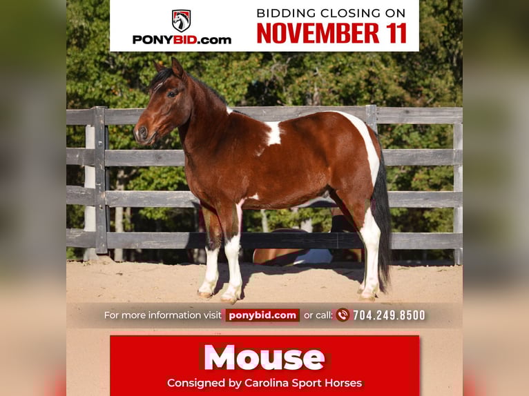 Plus de poneys/petits chevaux Hongre 5 Ans 127 cm Pinto in Clover