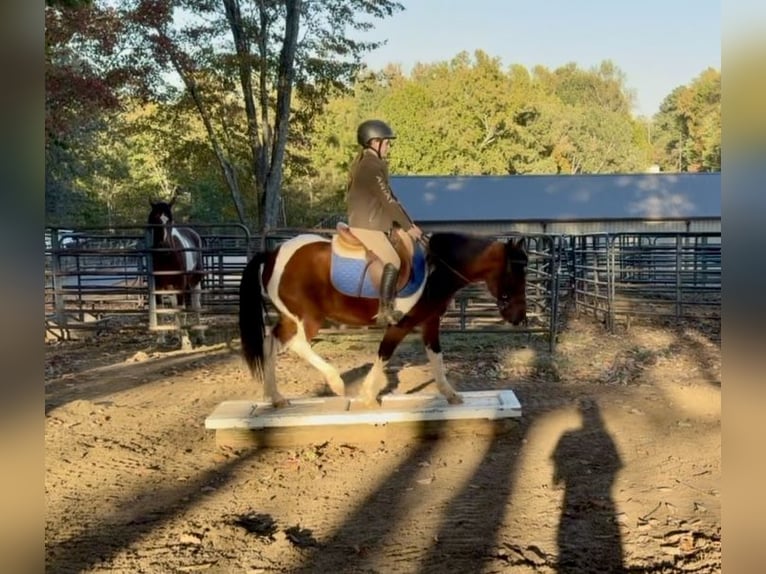 Plus de poneys/petits chevaux Hongre 5 Ans 127 cm Pinto in Clover