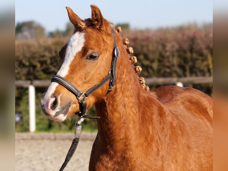 Plus de poneys/petits chevaux Hongre 5 Ans 128 cm Alezan in Neustadt (Wied)