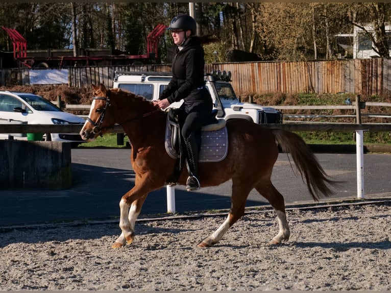 Plus de poneys/petits chevaux Hongre 5 Ans 128 cm Alezan in Neustadt (Wied)