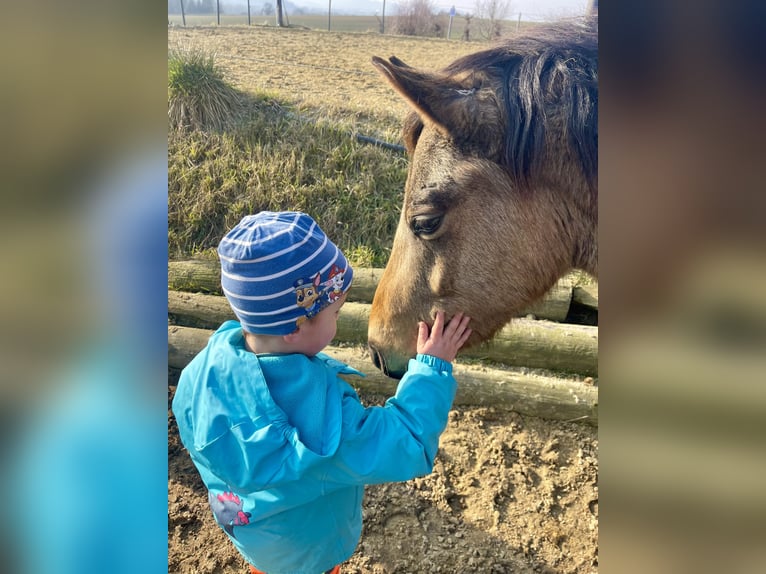 Plus de poneys/petits chevaux Hongre 5 Ans 130 cm Buckskin in Emmersdorf an der Donau