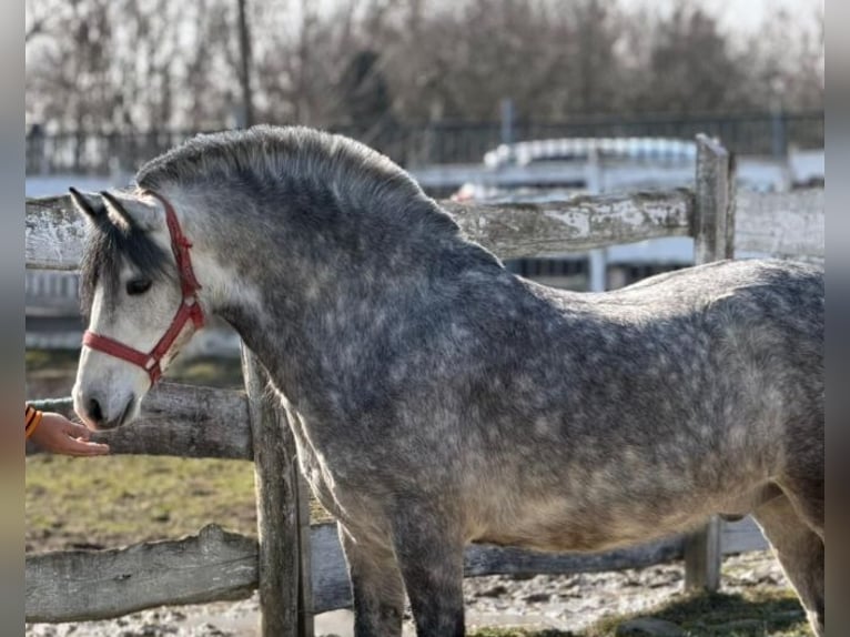 Plus de poneys/petits chevaux Hongre 5 Ans 131 cm Gris pommelé in Rechnitz