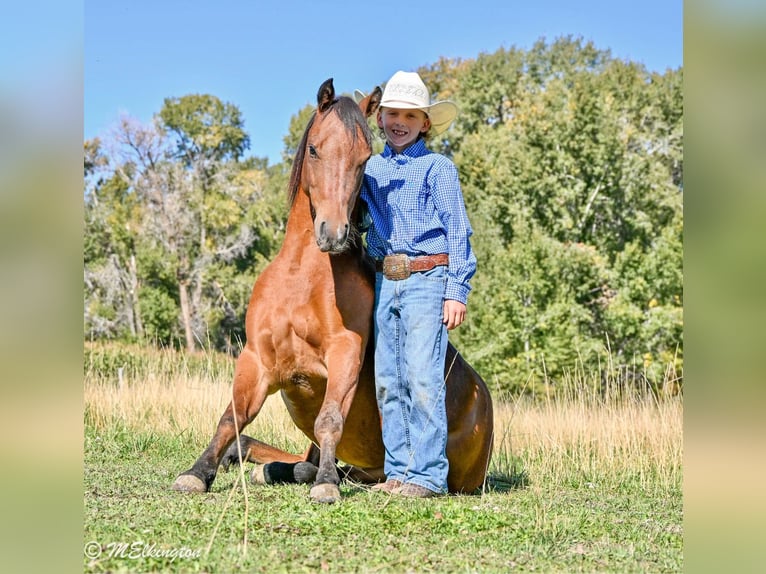 Plus de poneys/petits chevaux Hongre 5 Ans 135 cm Bai cerise in Rigby