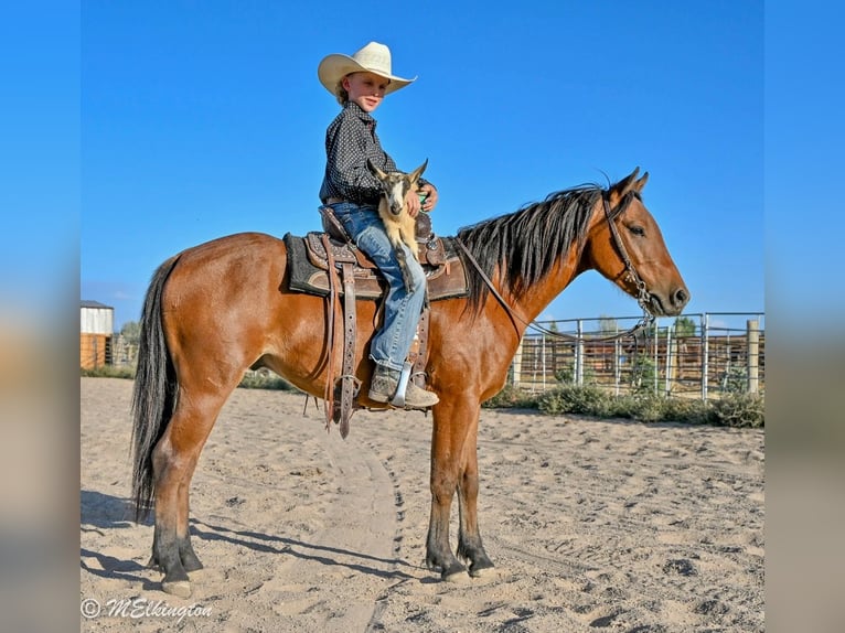 Plus de poneys/petits chevaux Hongre 5 Ans 135 cm Bai cerise in Rigby
