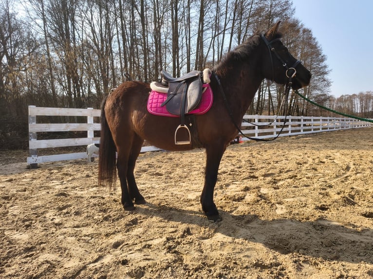 Plus de poneys/petits chevaux Hongre 5 Ans 135 cm  in Nowy Tomysl