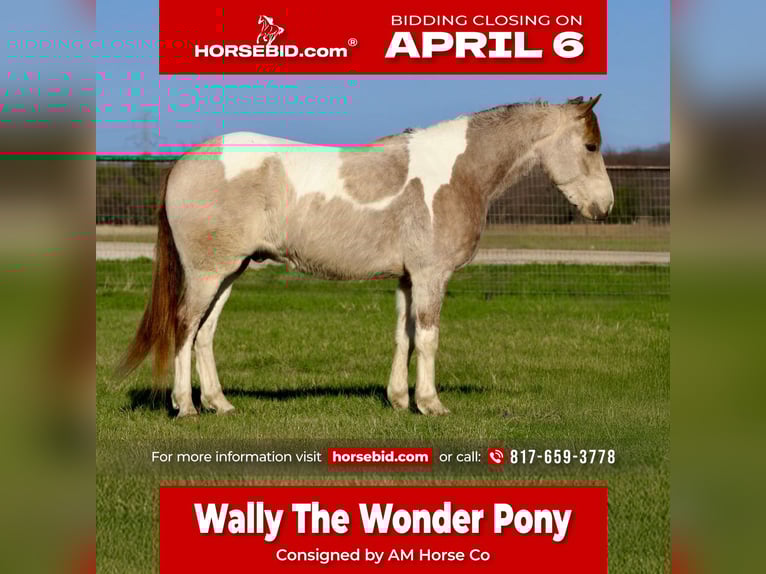 Plus de poneys/petits chevaux Hongre 5 Ans 135 cm Pinto in Mineral Wells