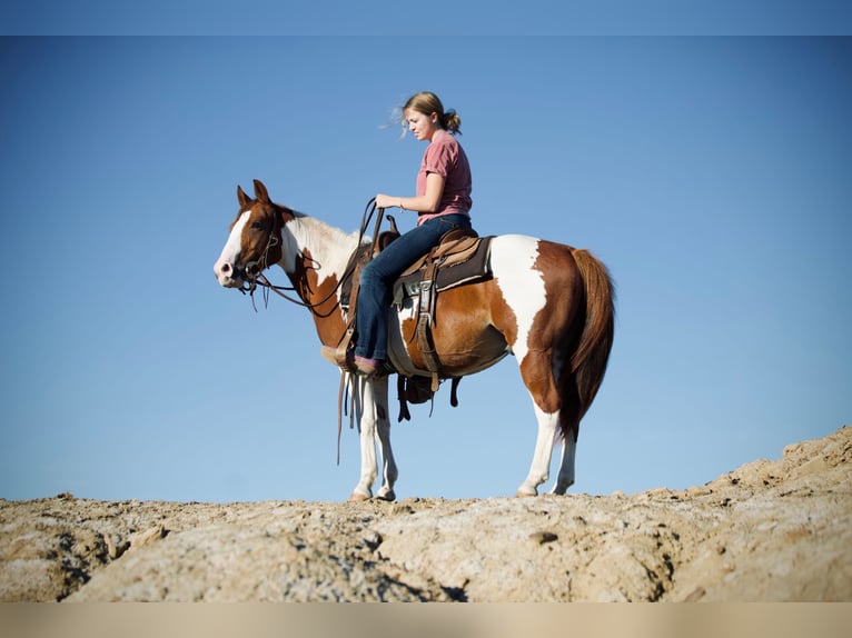 Plus de poneys/petits chevaux Hongre 5 Ans 137 cm Pinto in Graham