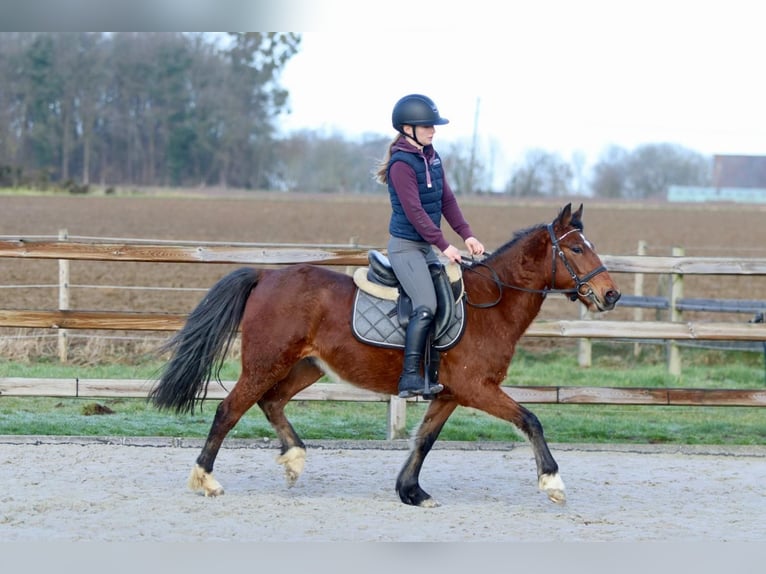 Plus de poneys/petits chevaux Hongre 5 Ans 140 cm Bai in Pepingen