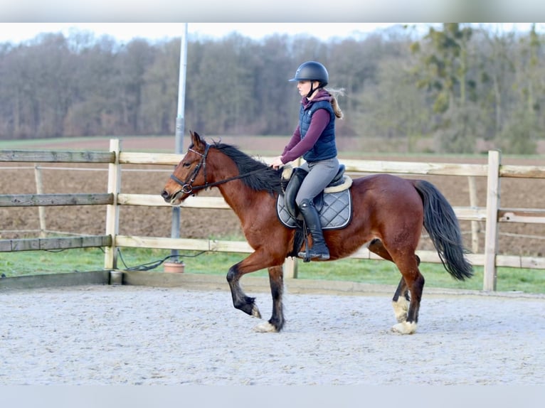 Plus de poneys/petits chevaux Hongre 5 Ans 140 cm Bai in Pepingen