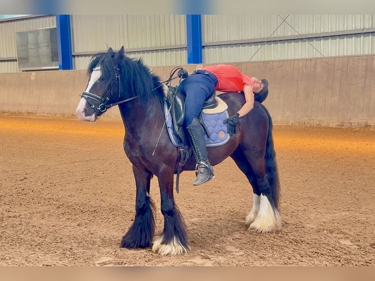 Plus de poneys/petits chevaux Hongre 5 Ans 140 cm Noir in Bexbach
