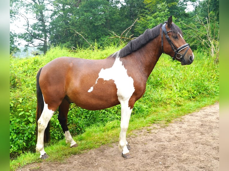 Plus de poneys/petits chevaux Croisé Hongre 5 Ans 140 cm Pinto in Jesteburg