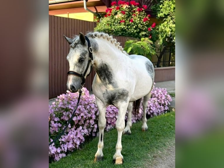 Plus de poneys/petits chevaux Hongre 5 Ans 140 cm Pinto in Neu Gaarz