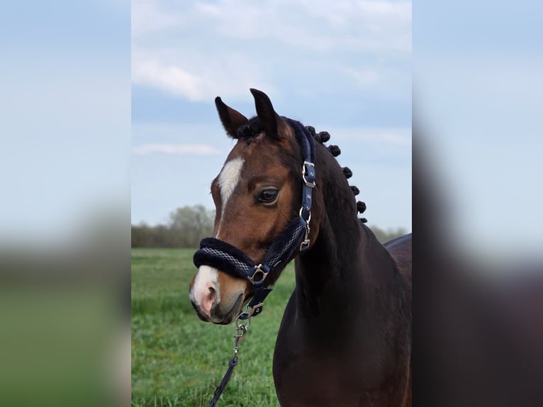 Plus de poneys/petits chevaux Hongre 5 Ans 142 cm Bai in Kecskemét