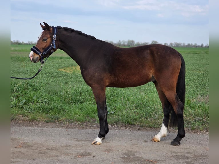 Plus de poneys/petits chevaux Hongre 5 Ans 142 cm Bai in Kecskemét