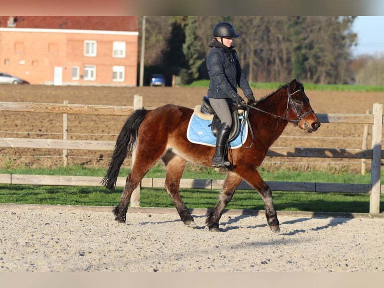 Plus de poneys/petits chevaux Hongre 5 Ans 142 cm Bai in Pepingen