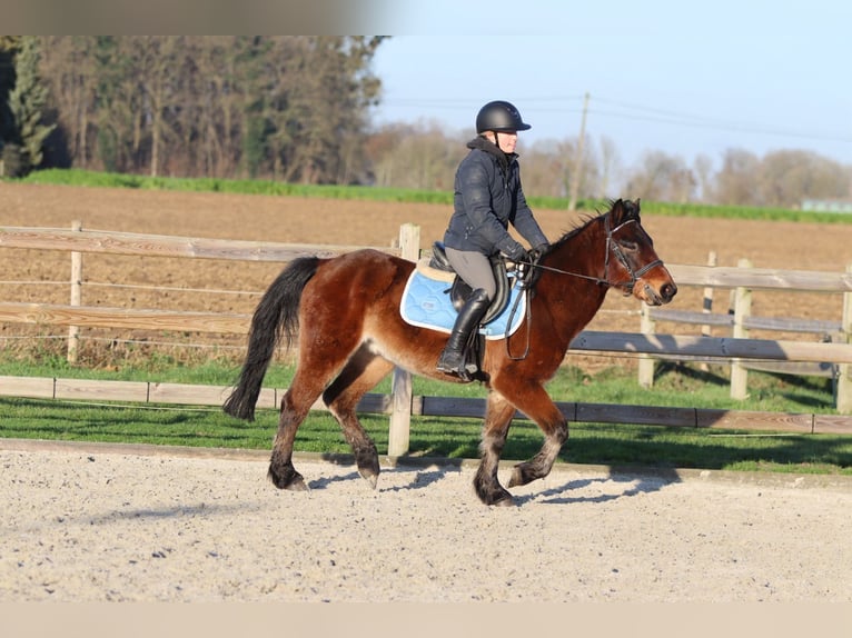 Plus de poneys/petits chevaux Hongre 5 Ans 142 cm Bai in Pepingen