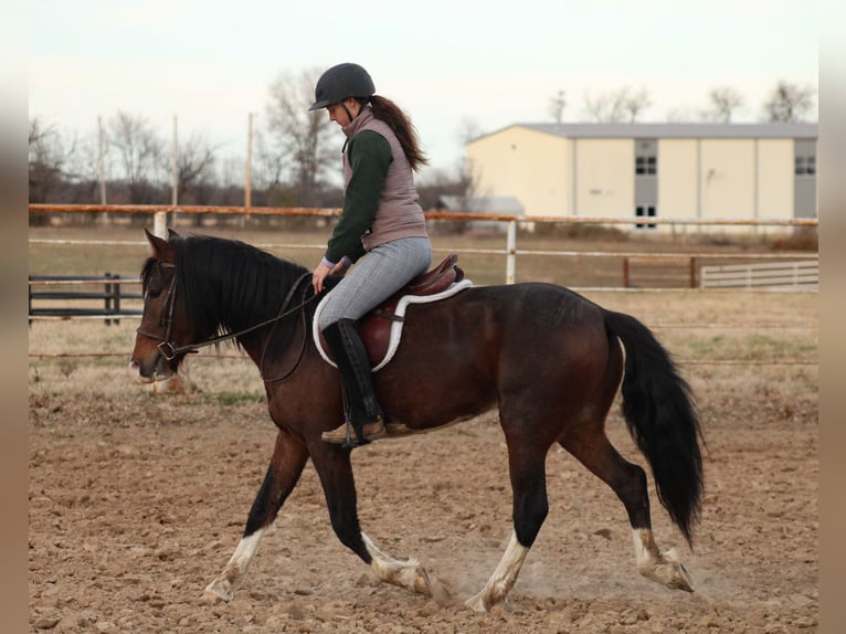 Plus de poneys/petits chevaux Hongre 5 Ans 142 cm Pinto in Baxter Springs