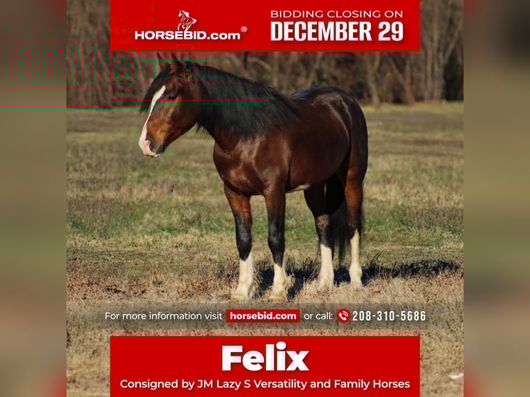 Plus de poneys/petits chevaux Hongre 5 Ans 142 cm Pinto in Baxter Springs