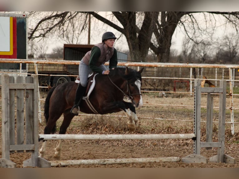 Plus de poneys/petits chevaux Hongre 5 Ans 142 cm Pinto in Baxter Springs