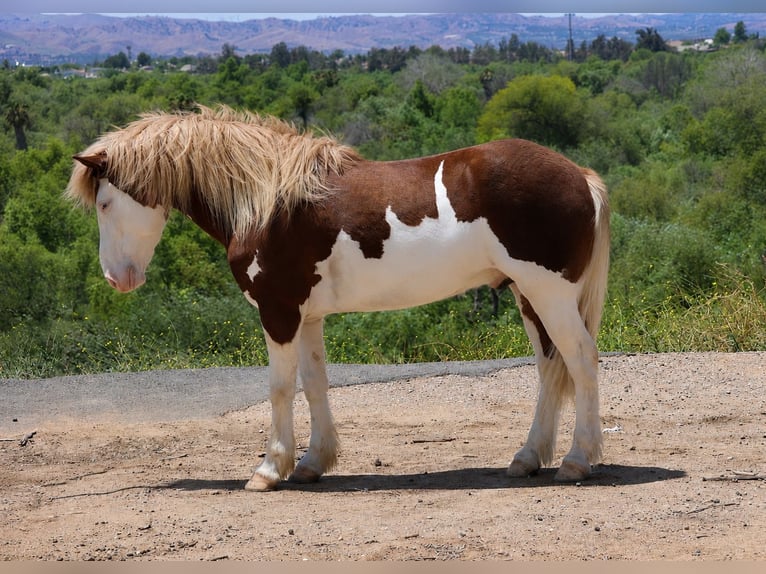 Plus de poneys/petits chevaux Hongre 5 Ans 142 cm Pinto in Norco