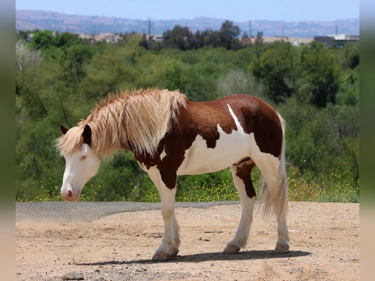 Plus de poneys/petits chevaux Hongre 5 Ans 142 cm Pinto in Norco