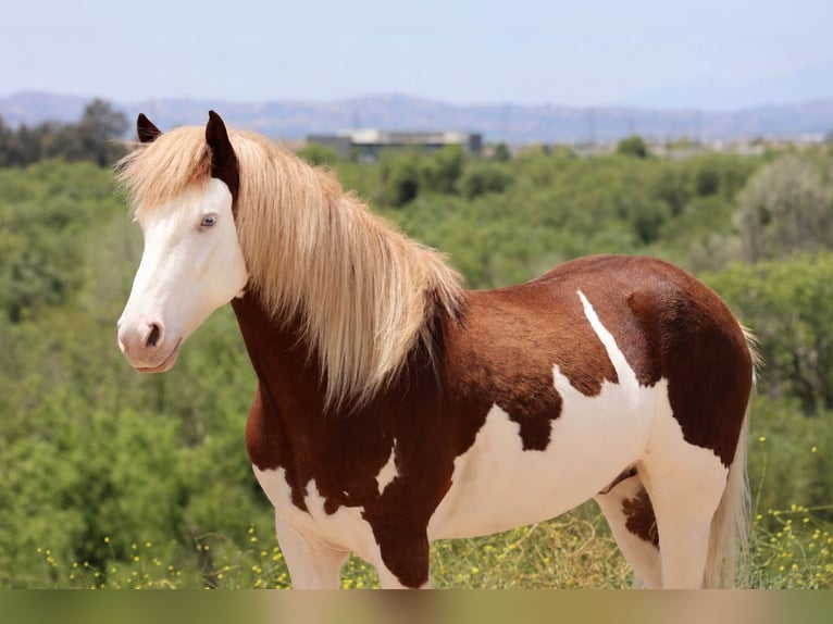 Plus de poneys/petits chevaux Hongre 5 Ans 142 cm Pinto in Norco
