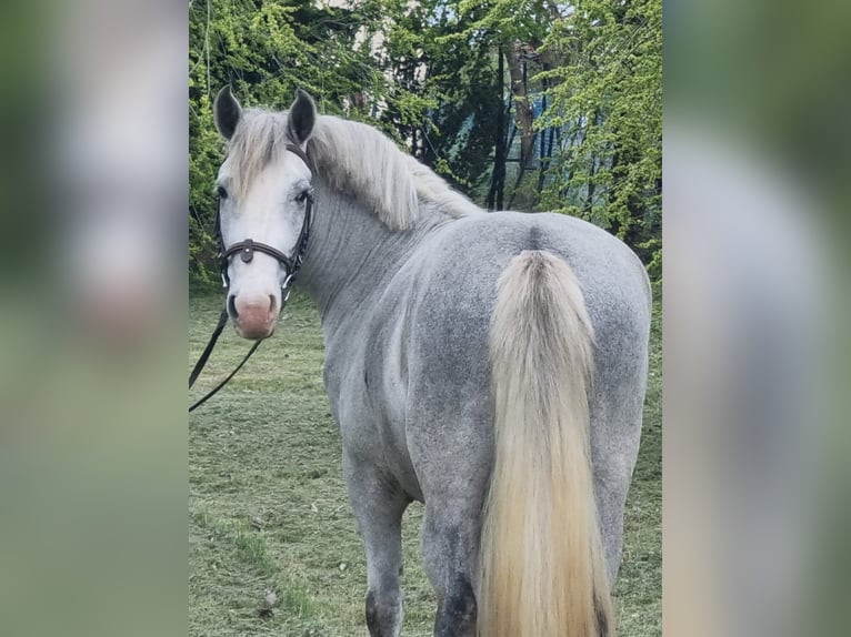Plus de poneys/petits chevaux Hongre 5 Ans 143 cm Gris in Békéscsaba