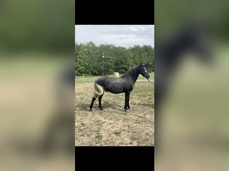 Plus de poneys/petits chevaux Hongre 5 Ans 144 cm Gris in B&#xE9;k&#xE9;scsaba