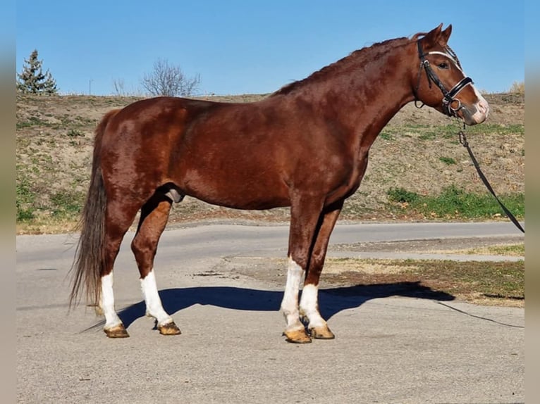 Plus de poneys/petits chevaux Hongre 5 Ans 145 cm Alezan in Gyula