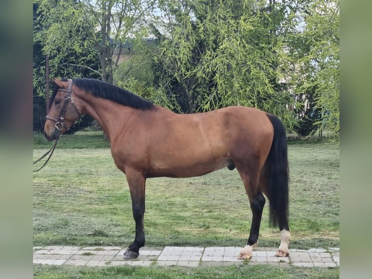 Plus de poneys/petits chevaux Hongre 5 Ans 147 cm Bai in Békéscsaba