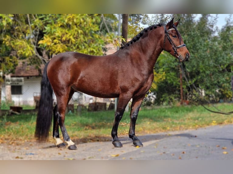 Plus de poneys/petits chevaux Croisé Hongre 5 Ans 147 cm Bai in Gyula