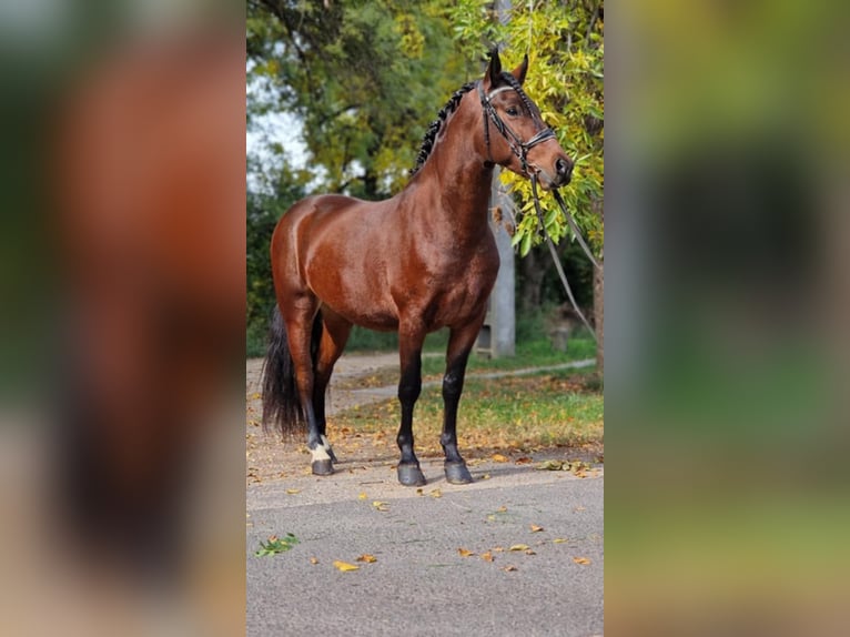 Plus de poneys/petits chevaux Croisé Hongre 5 Ans 147 cm Bai in Gyula