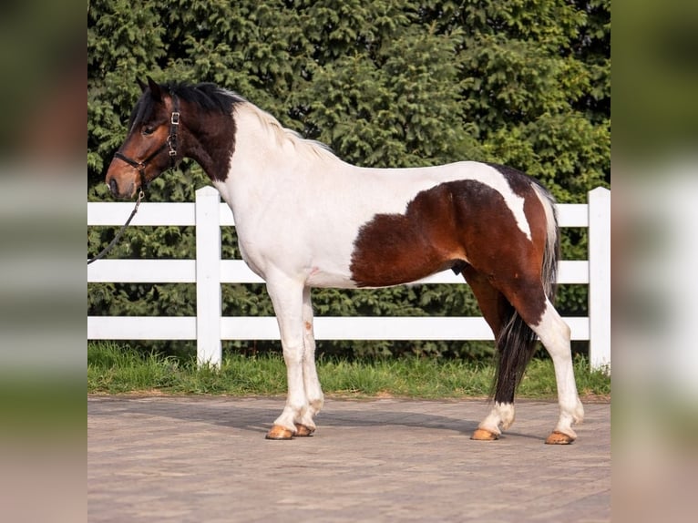 Plus de poneys/petits chevaux Hongre 5 Ans 147 cm Pinto in Békéscsaba